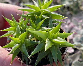 Deuterocohnia Brevifolia