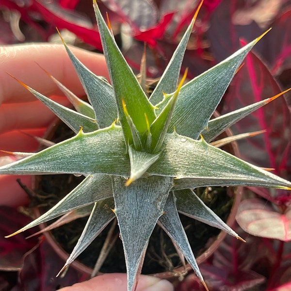 Deuterocohnia N. W. Argentina