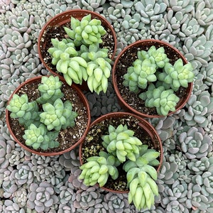 Sedum Burro and Burrito 4 Plant Combo