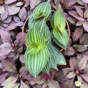 Callisia Elegens Callisia Gentlei Striped Inch Plant image 2