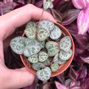 Rosary Vine (Ceropegia Woodii) String of Hearts