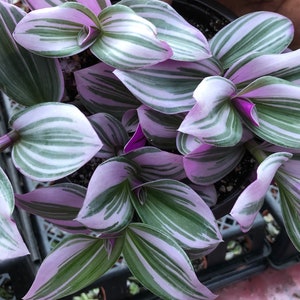 Tradescantia Bubblegum (T. Cerinthoides Variegata Lilac) Tradescantia Nanouk