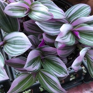 Tradescantia Nanouk (Pink Wandering Jew) Feeling Flirty