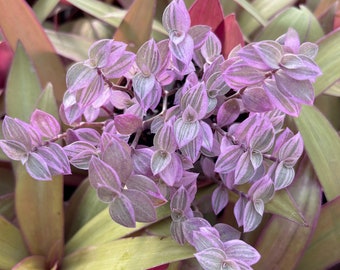 Pink Panther (Callisia Repens Variegated) Variegated Turtle Vine