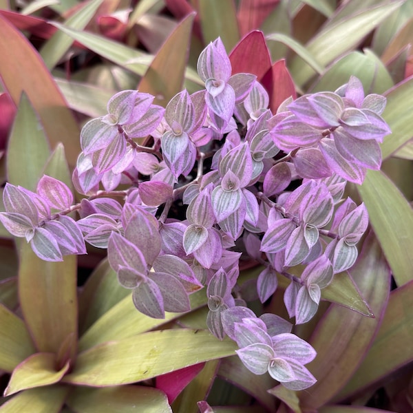 Pink Panther (Callisia Repens Variegated) Variegated Turtle Vine