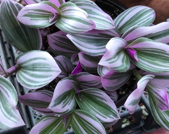 Tradescantia Nanouk (Pink Wandering Jew) Feeling Flirty