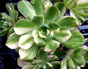 Variegated Pinwheel (Aeonium Haworthia Variegata)