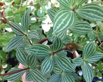 Parallel Peperomia (Peperomia Puteolata)