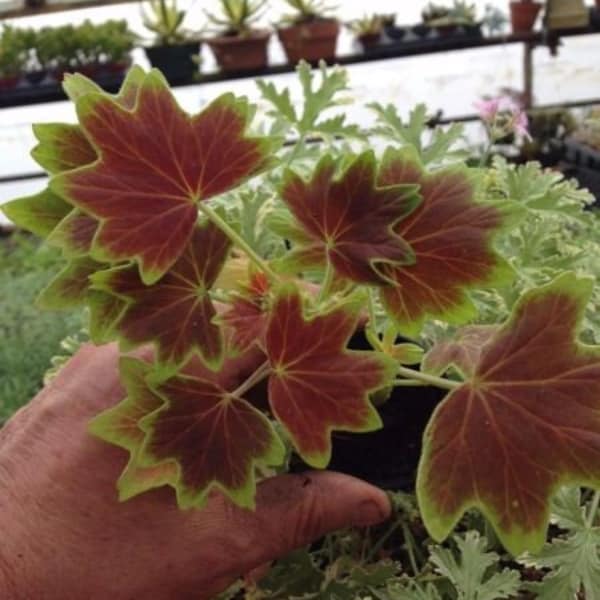 Pelargonium 'Vancouver Centennial' Geranium