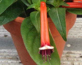 Firecracker Plant (Cuphea Ignea) Mexican Cigar Plant