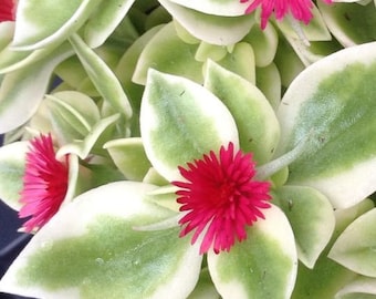 Heart Leaf Iceplant (Aptenia Cordifolia) Baby Sunrose