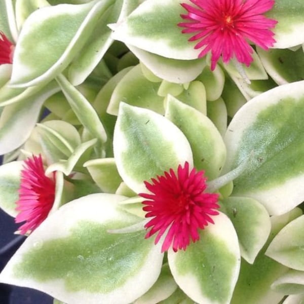 Heart Leaf Iceplant (Aptenia Cordifolia) Baby Sunrose