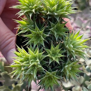 Deuterocohnia brevifolia Abromeitiella brevifolia image 3