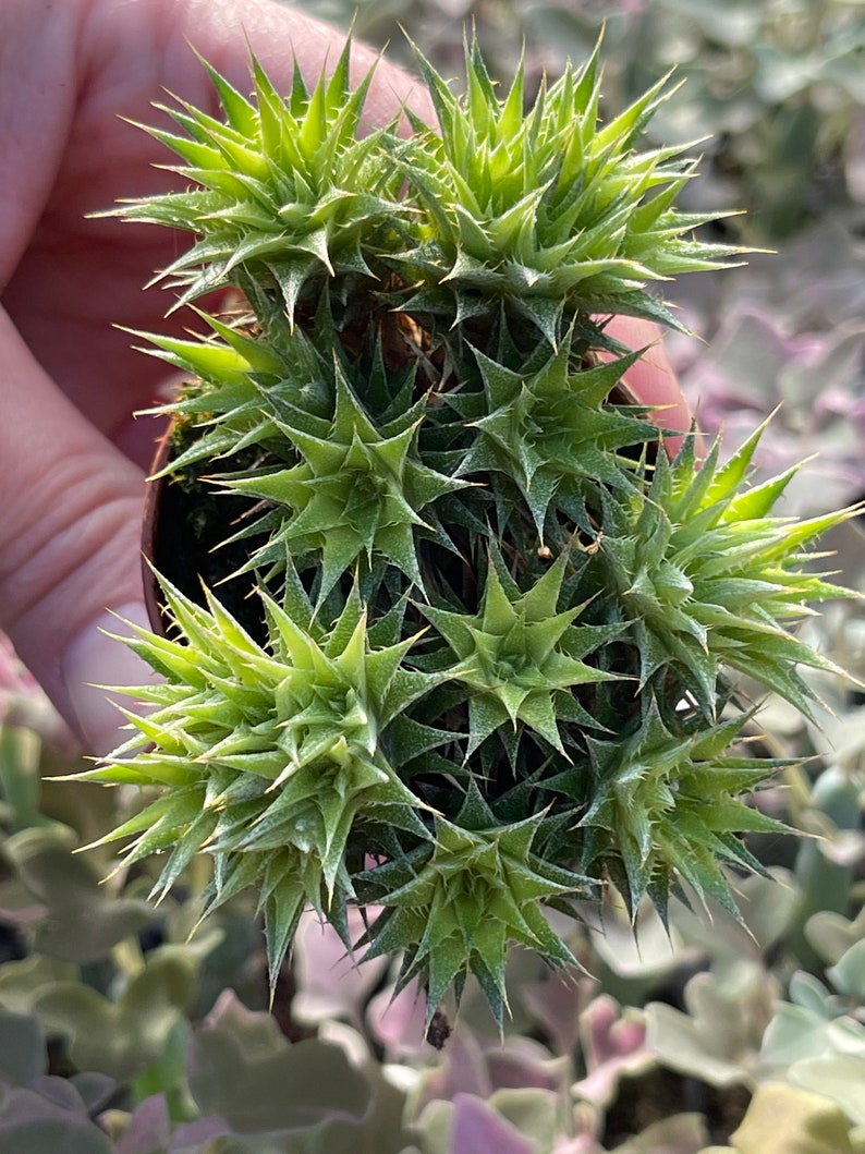 Deuterocohnia brevifolia Abromeitiella brevifolia image 3