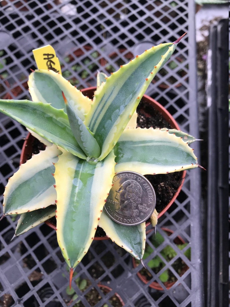 Agave �Cornelius� Century plant 4 pot Etsy