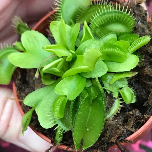 Venus Fly Trap (Dionea Muscipula)