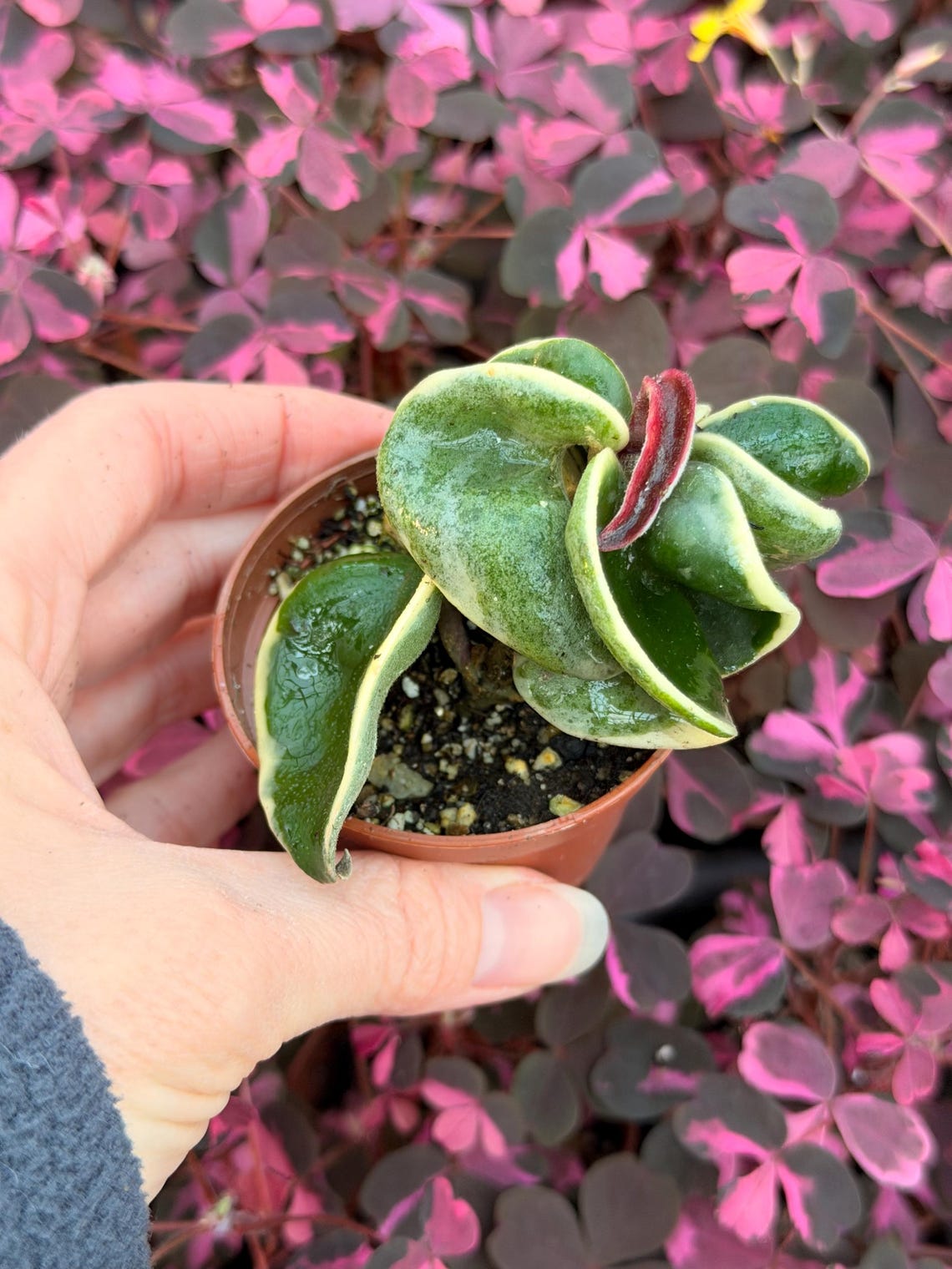 Variegated Hindu Rope (variegated Hoya Carnosa Compacta) Variegated ...