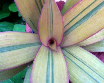 Rhoeo 'Sitara's Gold' (Tradescantia Spathacea)