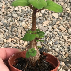 Bonsai Mint Plectranthus Ernstii Caudex Bild 7