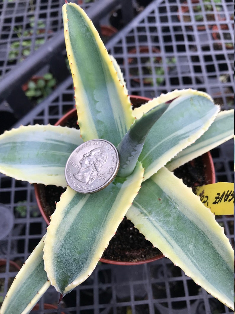Agave �Cornelius� Century plant 4 pot Etsy