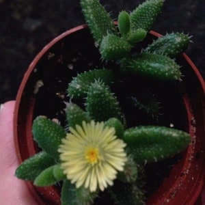 Pickle Plant (Delosperma Echinatum) Ice plant