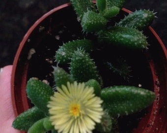 Pickle Plant (Delosperma Echinatum) Ice plant