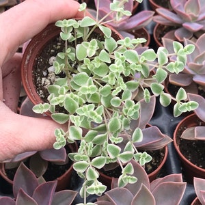Little Missy (sedum) Stonecrop