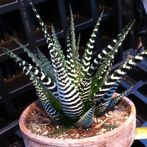 Zebra Plant (Haworthia Fasciata)