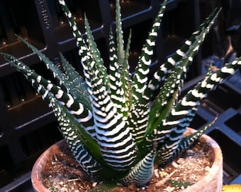 Zebra Plant (Haworthia Fasciata)