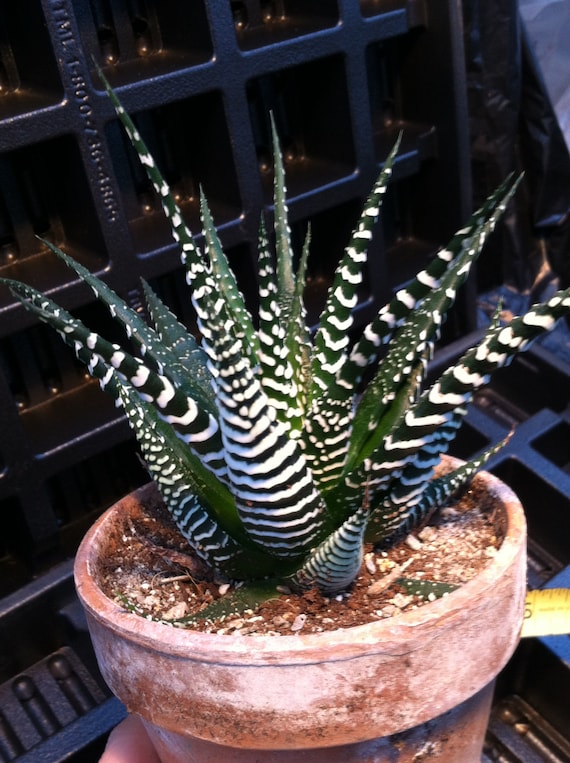 mahonia charity plant Mahonia media 'Charity' Pack of 1