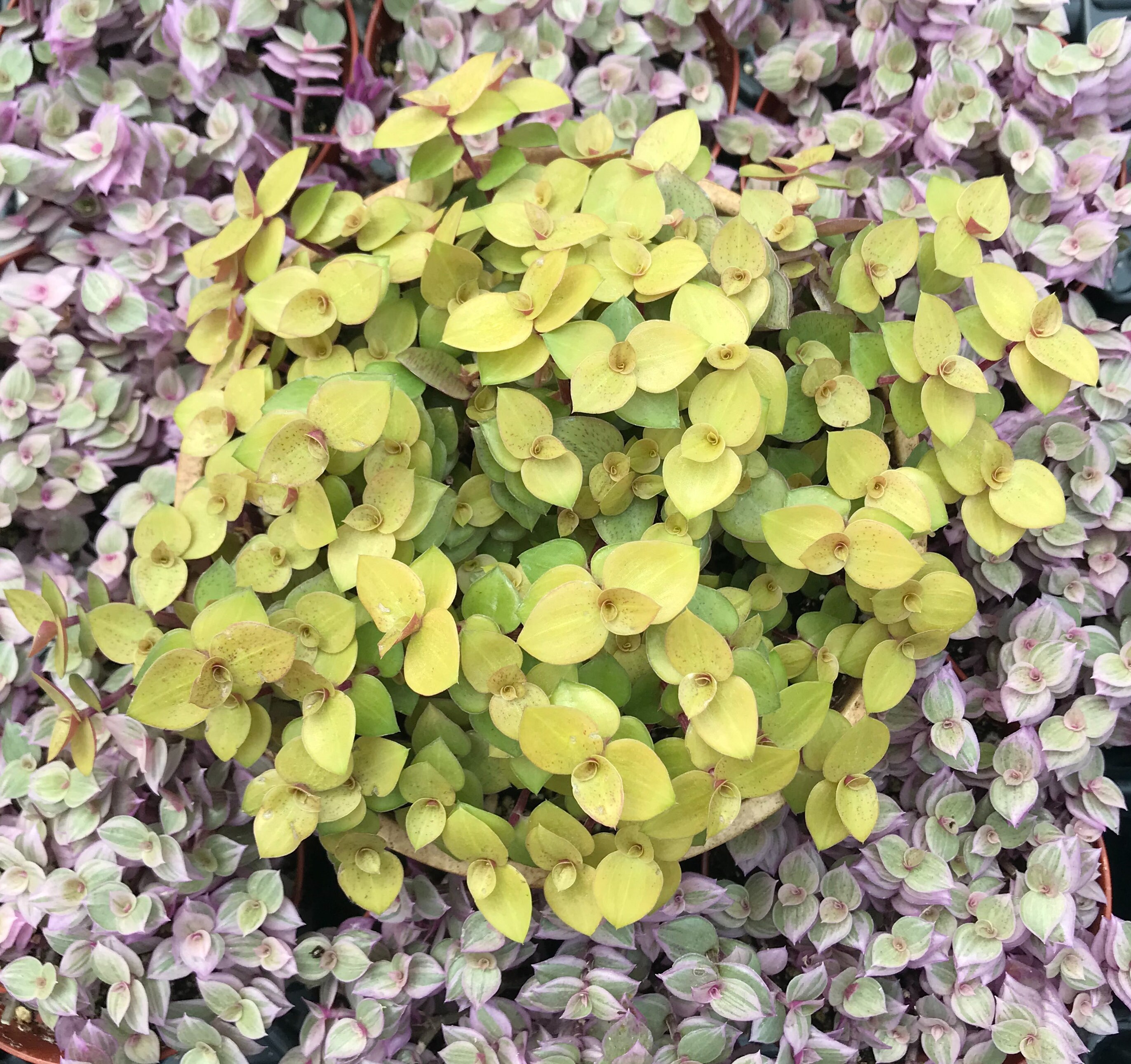 Copper Jewel Turtle Vine callisia Repens Gold Copper Etsy