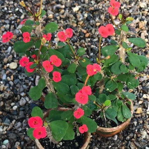 Dwarf Crown of Thorns Red Form Euphorbia Milii Imperatae image 4