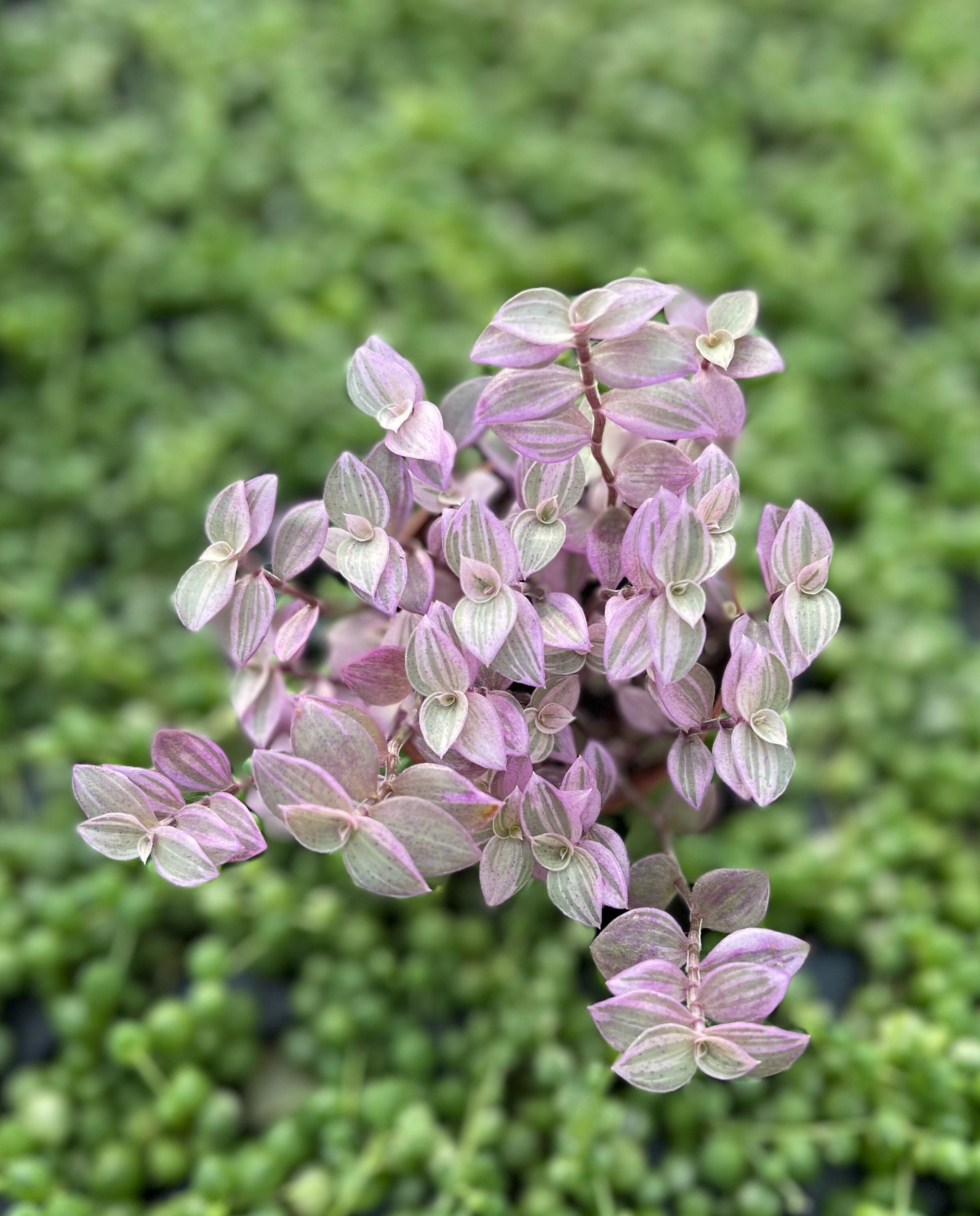 Pink Panther (callisia Repens Variegated) Variegated Turtle Vine