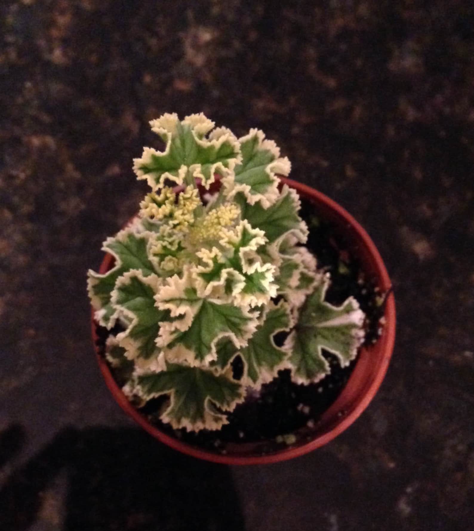 Prince Rupert Variegated Scented Geranium pelargonium Etsy