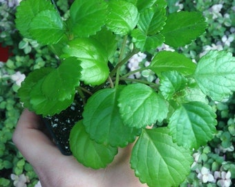 3 - Swedish Ivy (Plectranthus Australis) (3) 2.25 inch pots
