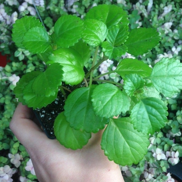 3 - Swedish Ivy (Plectranthus Australis) (3) 2.25 inch pots