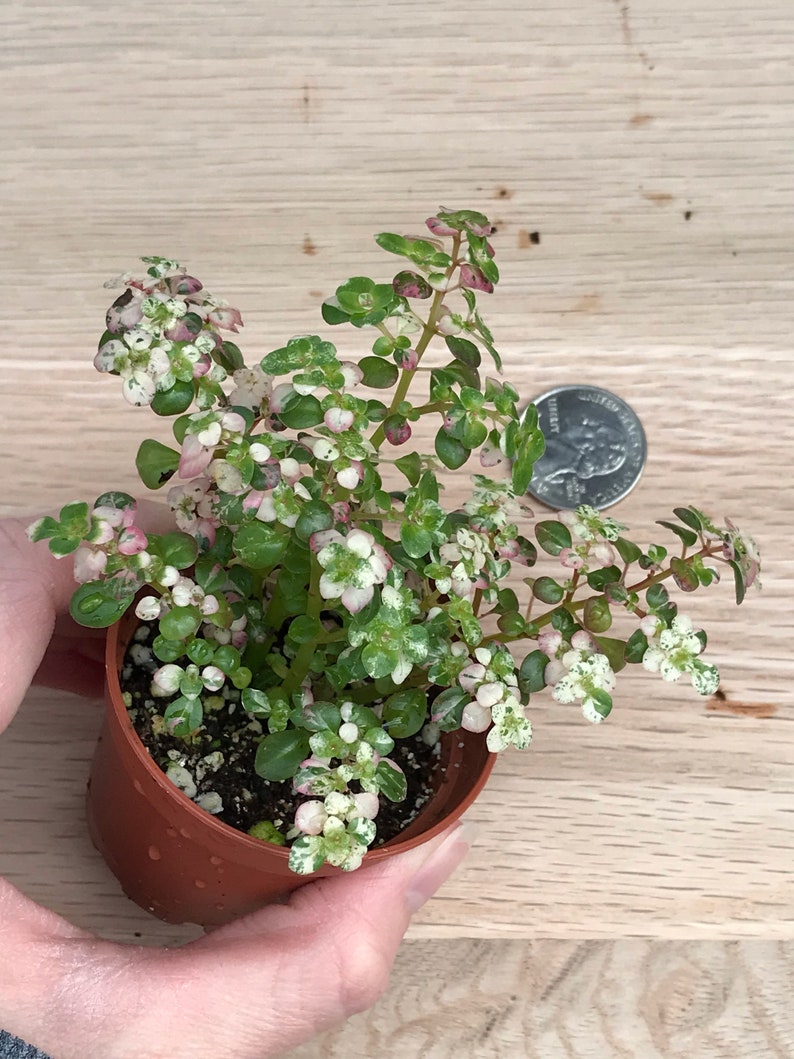 Variegated Artillery Fern Pilea Microphylla variegata Snow capped Artillery Fern image 4