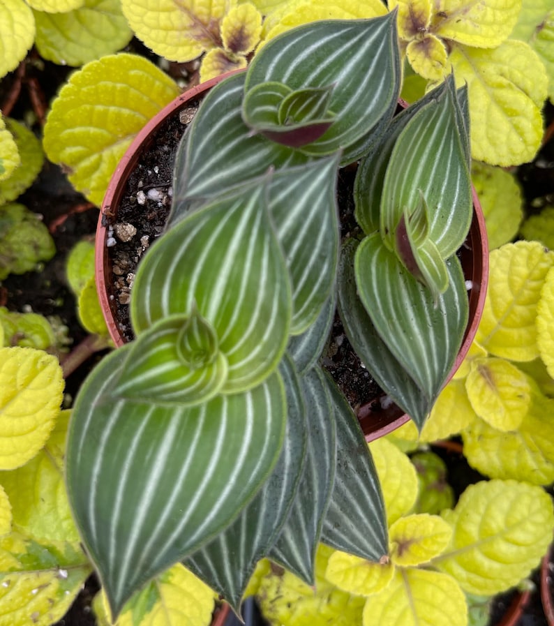 Callisia Elegens Callisia Gentlei Striped Inch Plant image 4