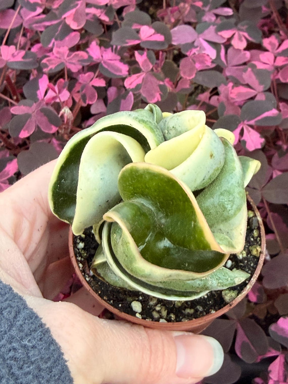 Variegated Hindu Rope (variegated Hoya Carnosa Compacta) Variegated ...