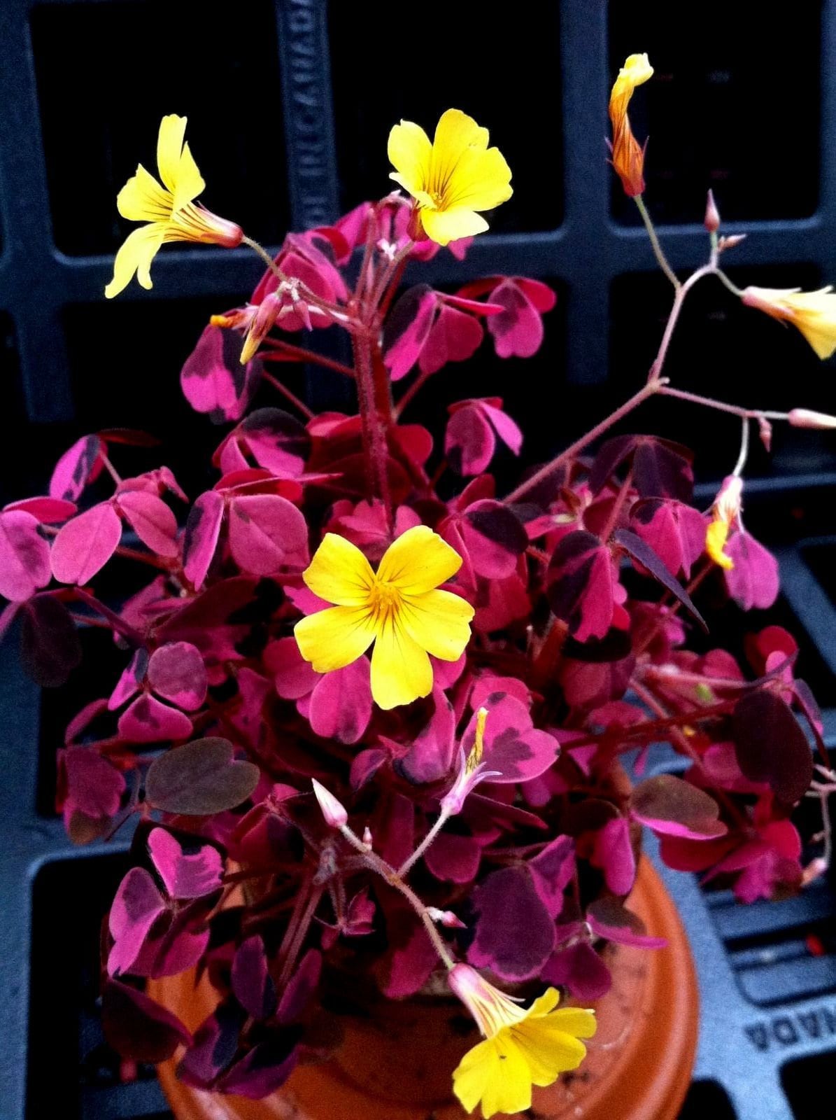 Oxalis Plum Crazy