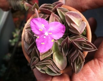 Tradescantia Navicularis (Callisia Navicularis) Chain Plant