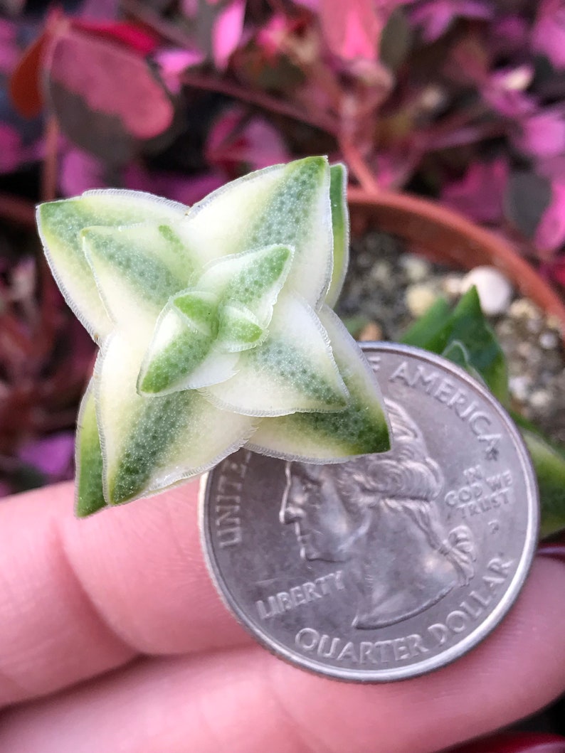 Variegated String of Buttons Crassula Perforata Variegata image 2