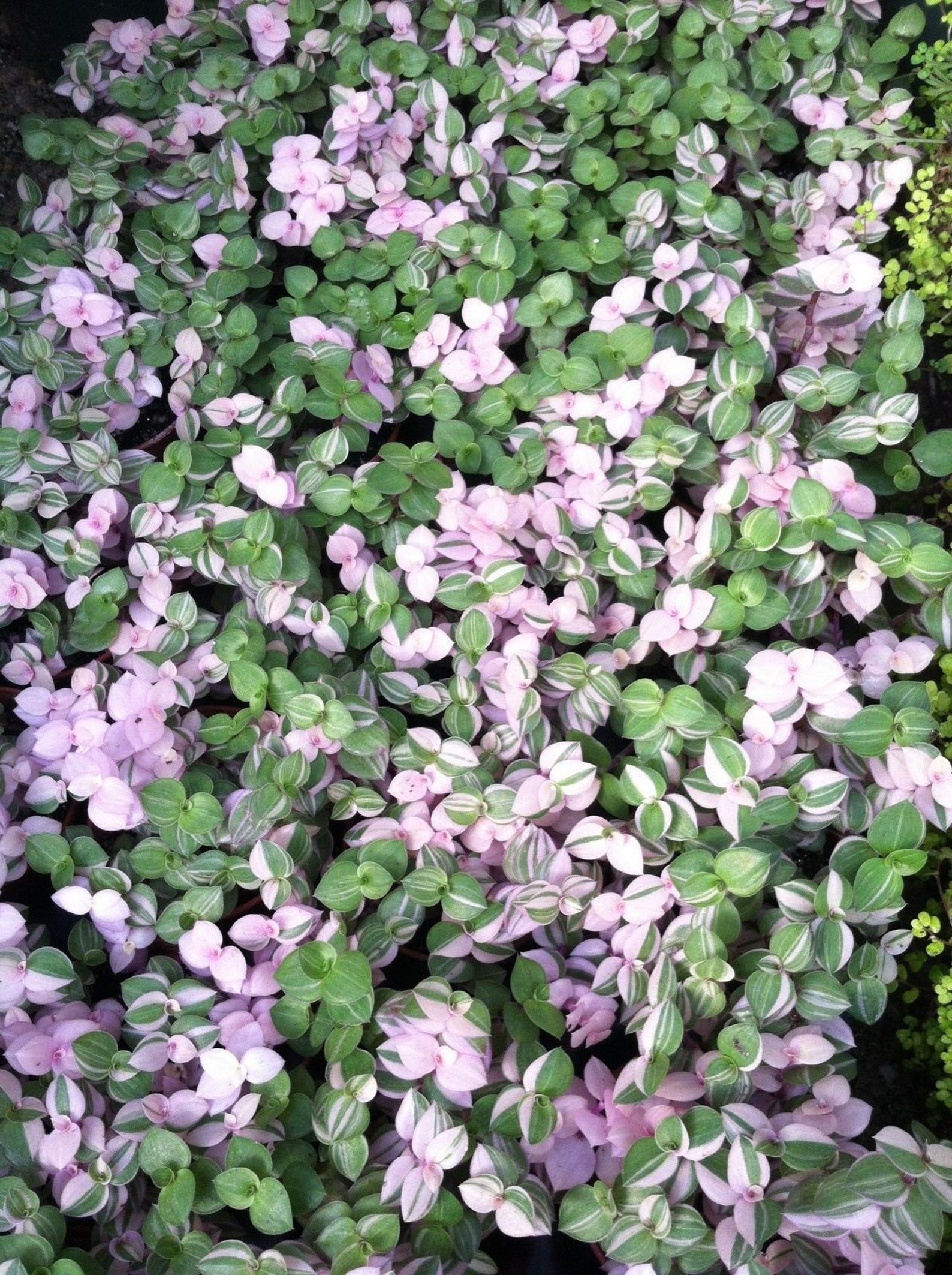 Коллизия