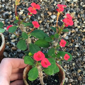 Dwarf Crown of Thorns Red Form Euphorbia Milii Imperatae image 2