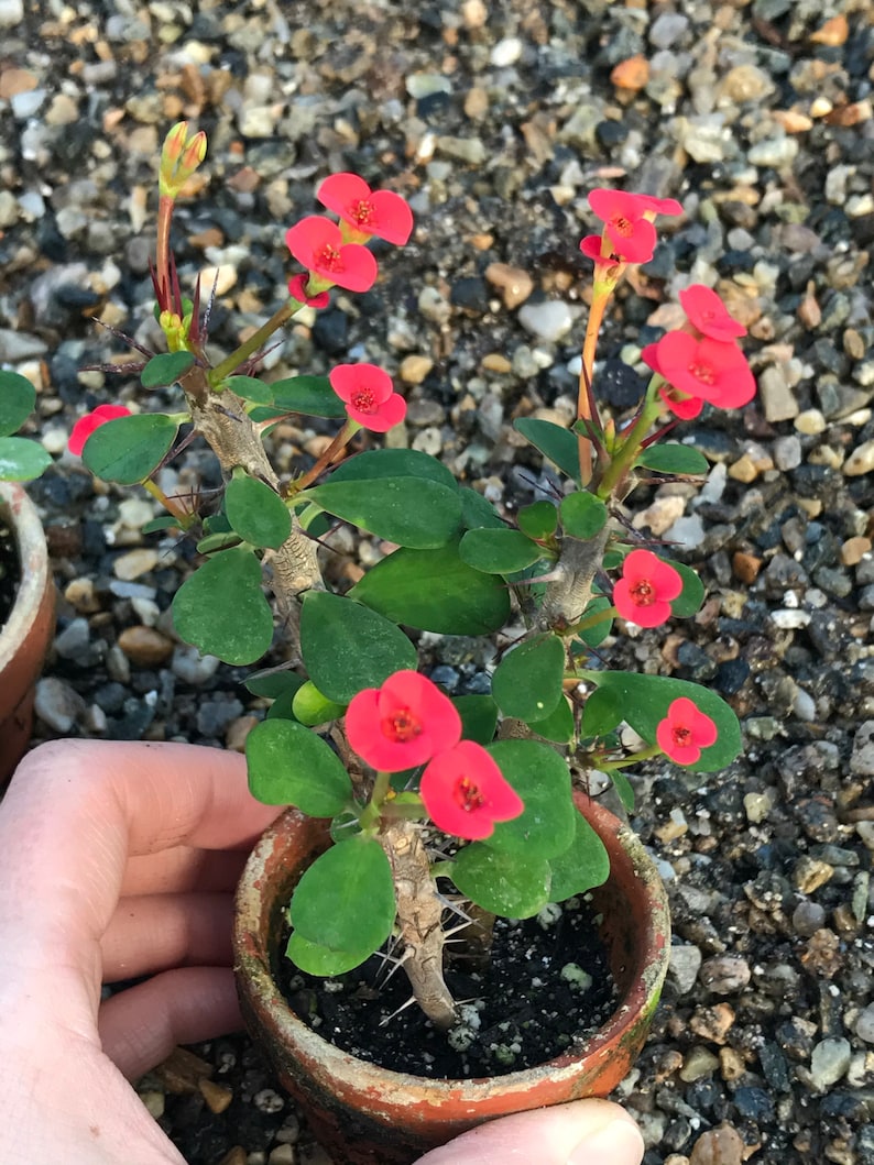 Dwarf Crown of Thorns Red Form Euphorbia Milii Imperatae image 2