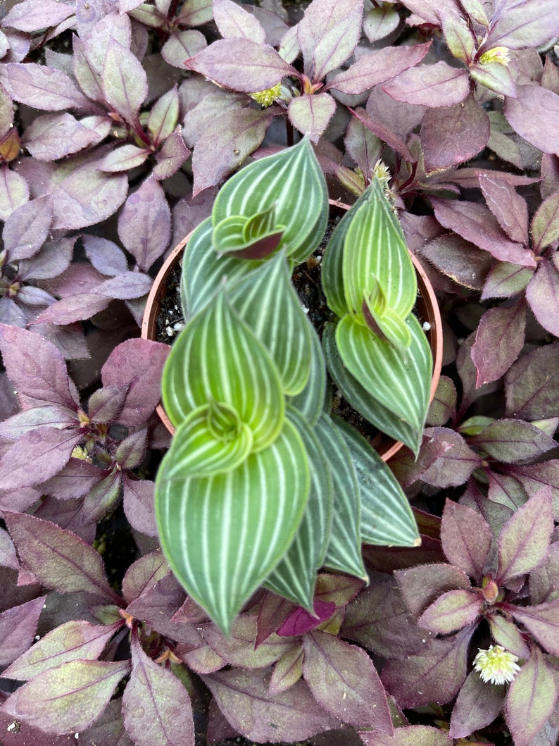 Callisia Elegens Callisia Gentlei Striped Inch Plant image 2