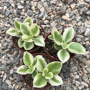 Heart Leaf Iceplant Aptenia Cordifolia Baby Sunrose image 3