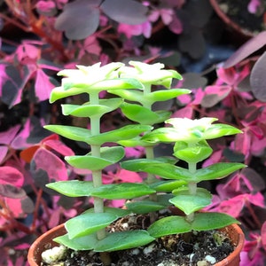 Variegated String of Buttons Crassula Perforata Variegata image 7