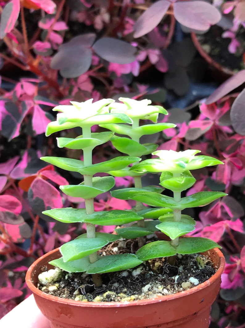 Variegated String of Buttons Crassula Perforata Variegata image 7