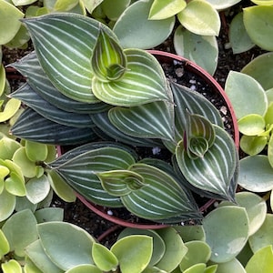 Callisia Elegens Callisia Gentlei Striped Inch Plant image 5